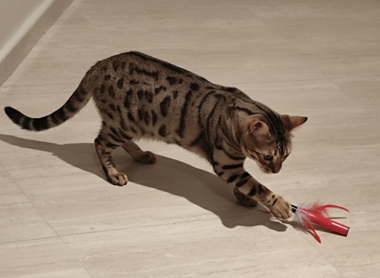 Gata de bengala jugando con un juguete rojo en el suelo.