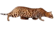Patrón colores del pelaje del gato bengalí