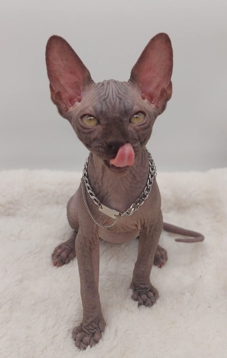 gatito sphynx gatito sphynx posando