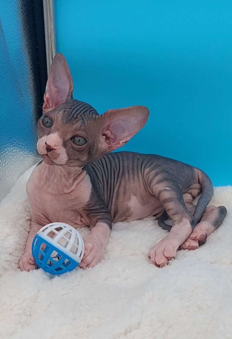 gatito sphynx gatito sphynx jugando