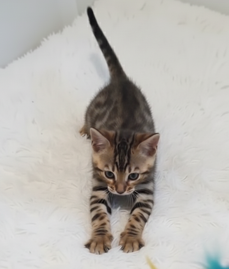 Noa Gatiti bengalí estirándose sobre un fondo blanco esponjoso.