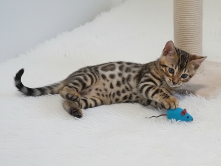 Linda Gata bengalí jugando con un ratón de juguete en una superficie blanca.