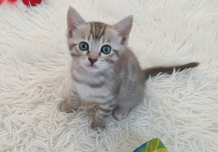 Nala Nlasobre una alfombra blanca, mirando con ojos azules.