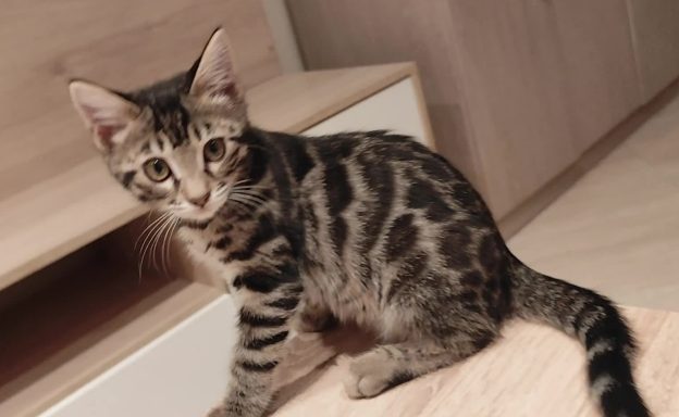 Gato atigrado de pie, mirando hacia la cámara en un entorno interior.