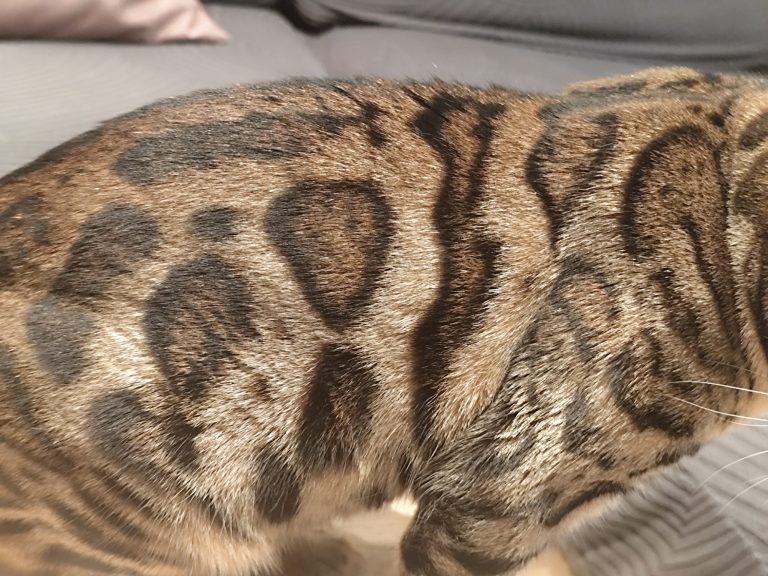 glitter del gato bengalí