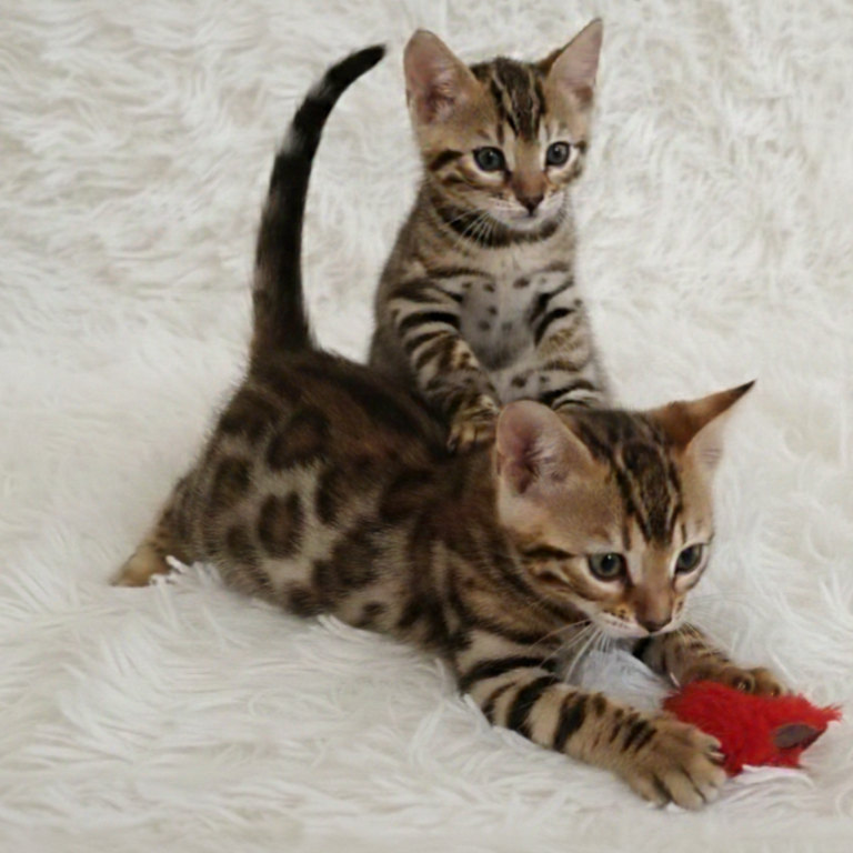 Noa y Nina Dos gatitas bengala jugueteando sobre una superficie suave y clara.