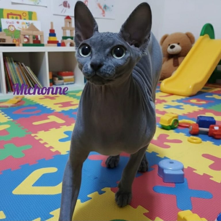 gata sphynx azul