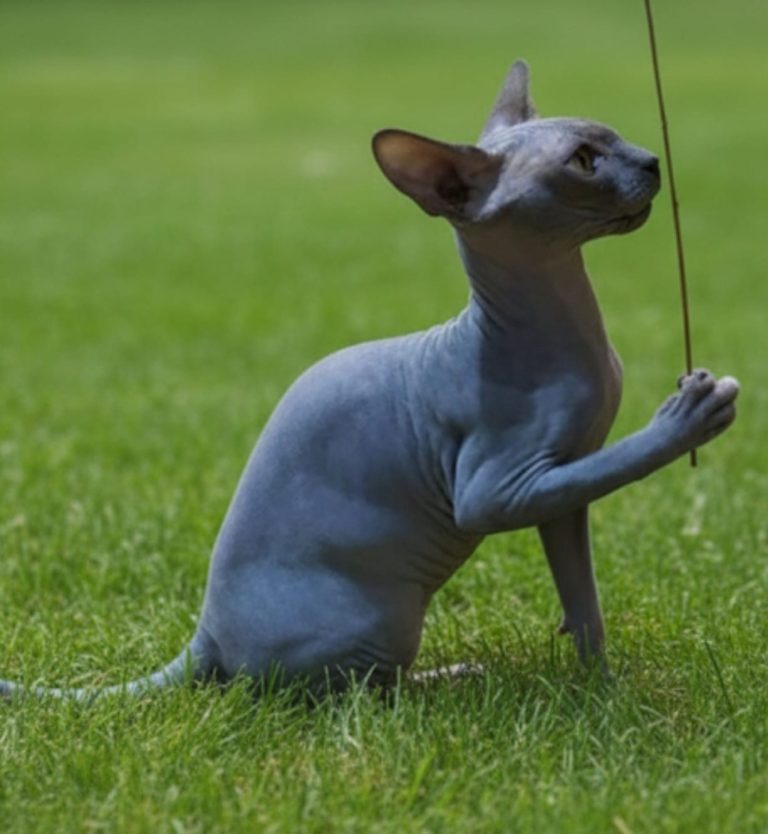 Morgana jugando en jardin