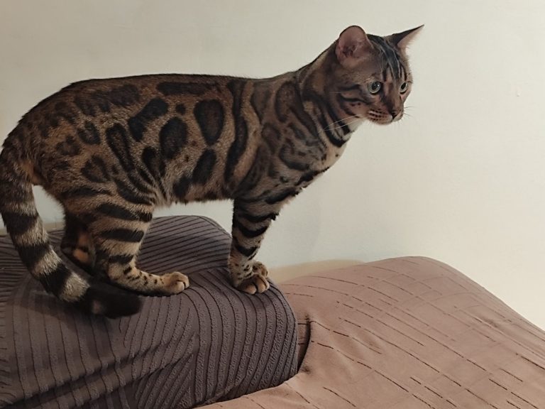 Gato bengalí con pelaje moteado, de pie sobre un sofá