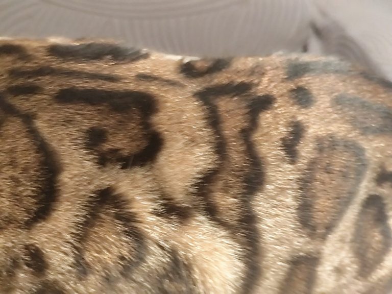 brillo dorado del pelo del gato bengalí