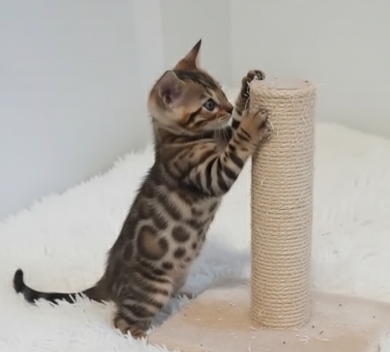 Linda Gatita bengalí jugando con un rascador de sisal.