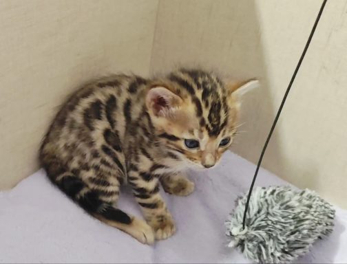 Gatito bengalí pequeño sentado junto a una bola de juego.