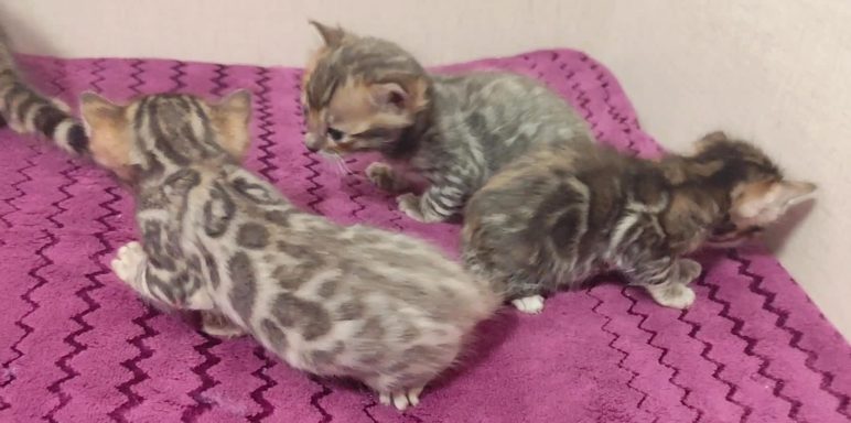 Tres gatitos jugando sobre una manta rosa.