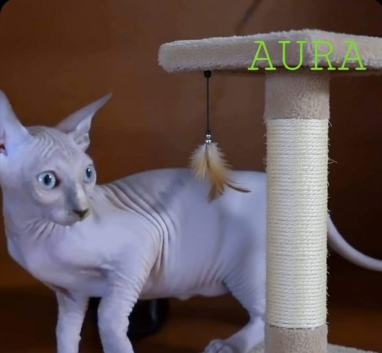 Aura en rascador