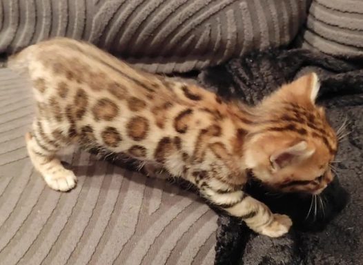 Gatito bengalí con pelaje moteado, caminando sobre un sofá.