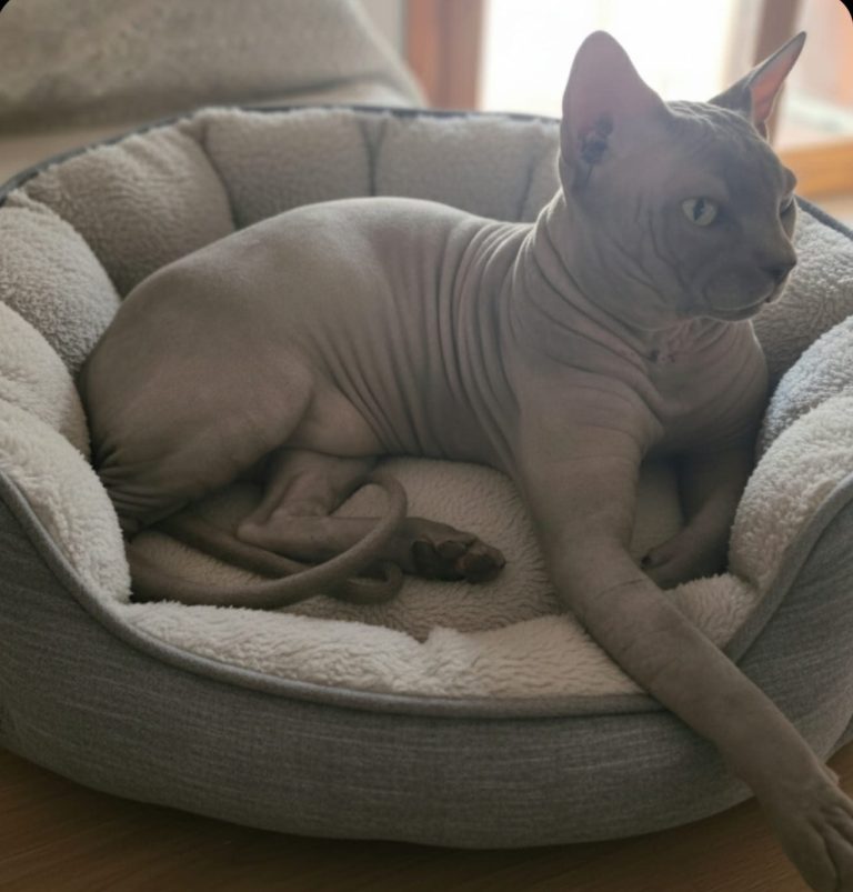 gato sphynx en su cama