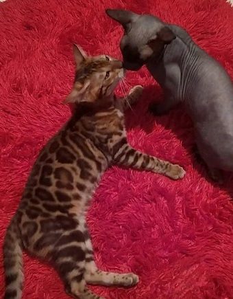 Zafera y Negri jugando sobre una alfombra roja.