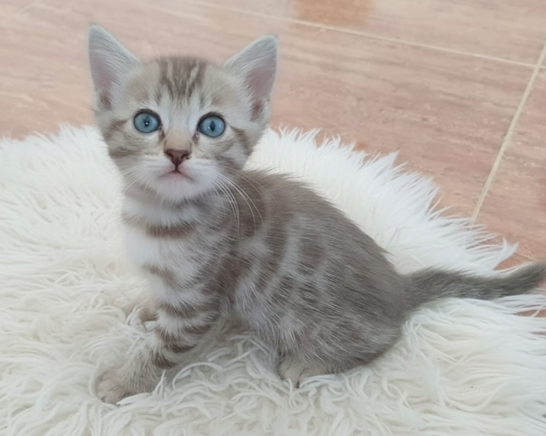 Nala Nala sentada sobre una alfombra blanca.