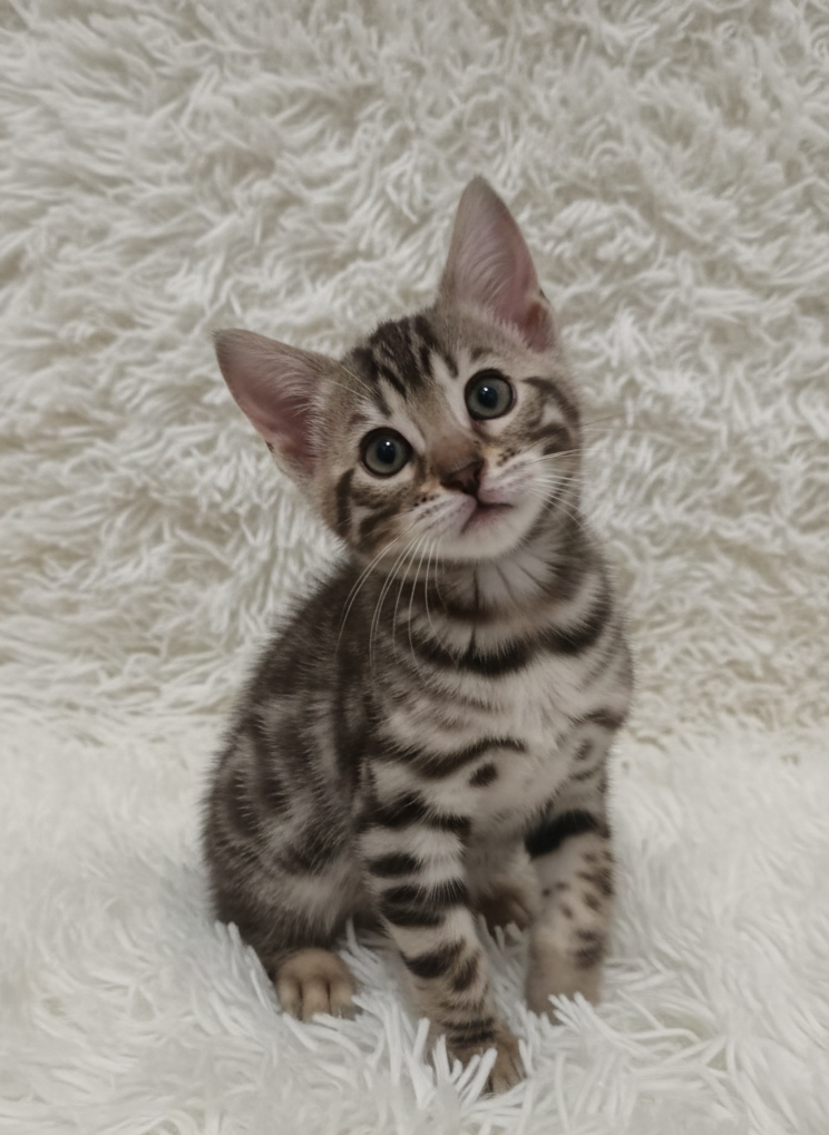 Noa Noa de pie sobre un fondo suave y claro, mirando hacia arriba.