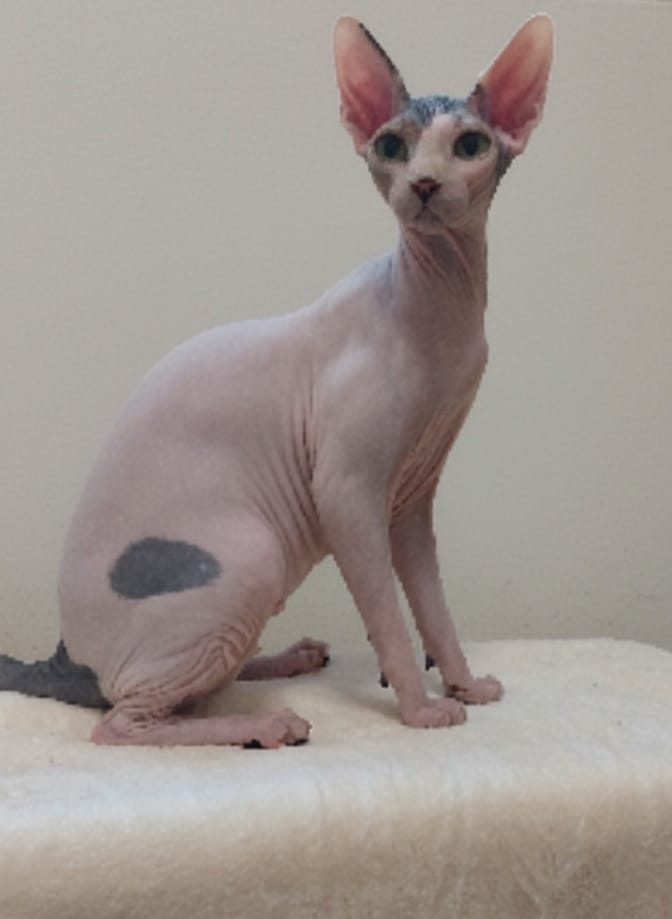 gata sphynx posando