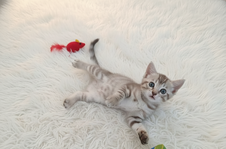 Nala Gatito acostado sobre una superficie suave, jugando con un juguete colorido.