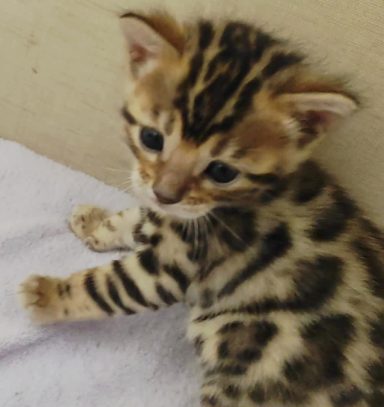 Gatito pequeño con pelaje manchado y rayas en un fondo claro.