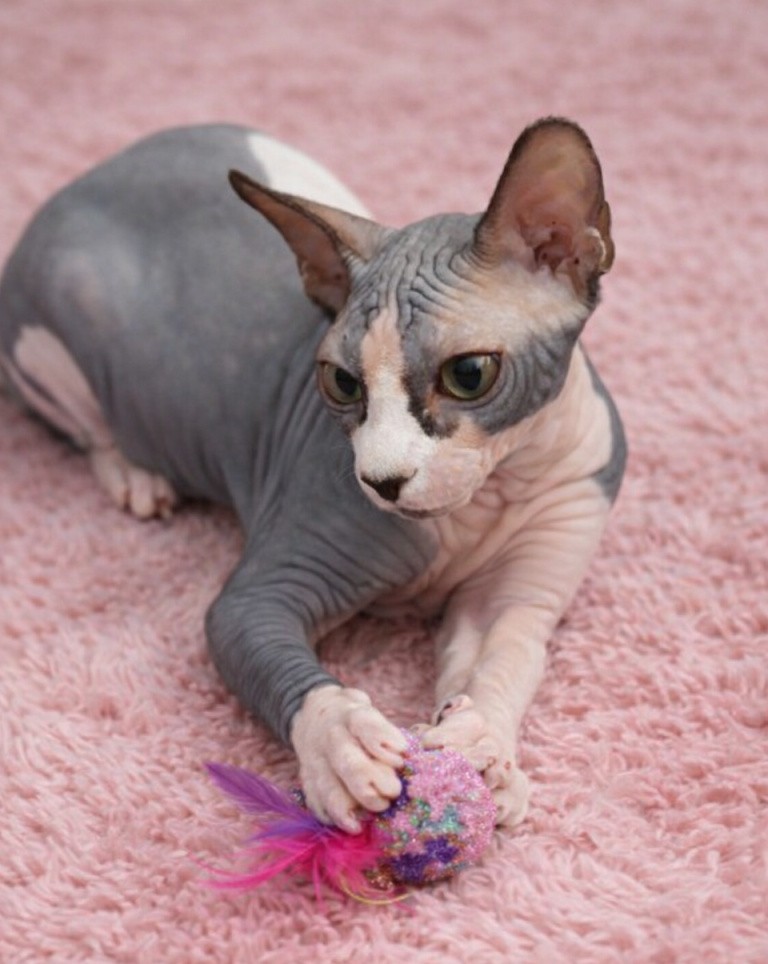 Cleo con una pelotita