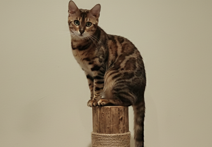 Gato atigrado sentado en un rascador de sisal.