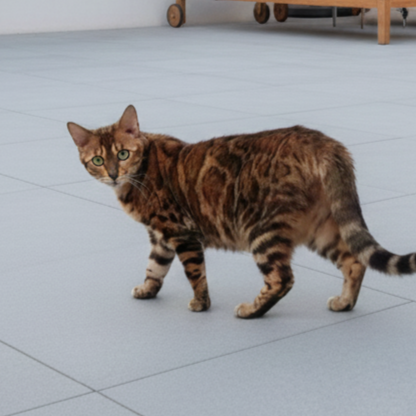 Gata bengalí de pelaje marrón con manchas, caminando 