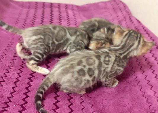 Tres gatitos atigrados juegan sobre una manta morada.