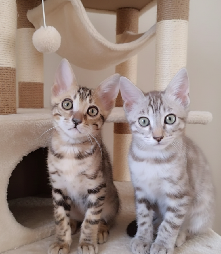 Dos preciosos gatitos bengalí en rascador