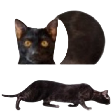 Gato negro con cara visible y silueta de cuerpo en movimiento.